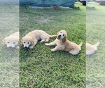 Small #3 Poodle (Standard)