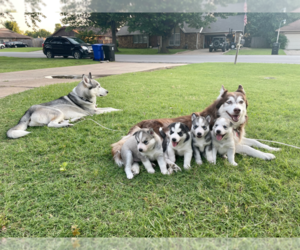 Mother of the Siberian Husky puppies born on 05/27/2021