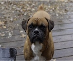 Small Photo #8 Boxer-Cane Corso Mix Puppy For Sale in NEVADA, MO, USA