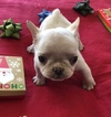 Small #1 French Bulldog