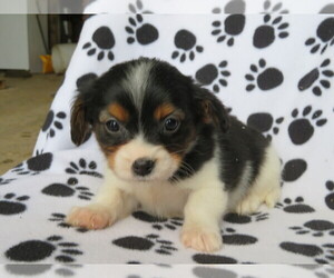 Cavalier King Charles Spaniel-Jack Russell Terrier Mix Puppy for sale in SHILOH, OH, USA