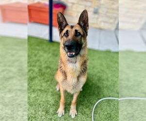 German Shepherd Dog Dogs for adoption in Baytown, TX, USA