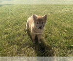Small #3 Shiba Inu