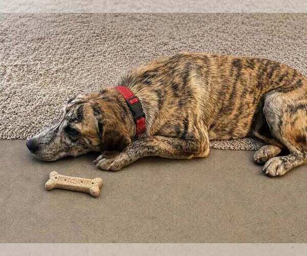 Medium Photo #1 Mutt Puppy For Sale in Evansville, IN, USA