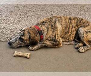 Mutt Dogs for adoption in Evansville, IN, USA