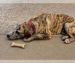 Aella Shay - Female Mutt Dog for Adoption - Small photo