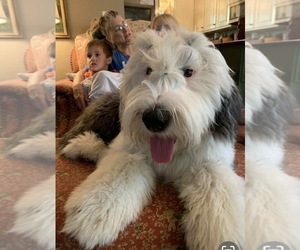 Mother of the Old English Sheepdog puppies born on 07/20/2025