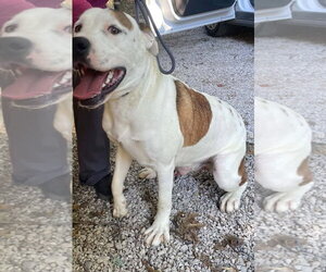 Buster - Male American Pit Bull Terrier-American Staffordshire Terrier Mix Dog for Adoption - Photo #3