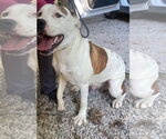 Small Photo #3 American Pit Bull Terrier-American Staffordshire Terrier Mix Puppy For Sale in Frenchburg, KY, USA