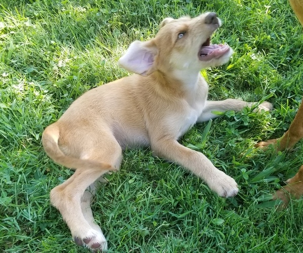 Medium Photo #1 F2 Aussiedoodle-Vizsla Mix Puppy For Sale in BEDFORD, IN, USA
