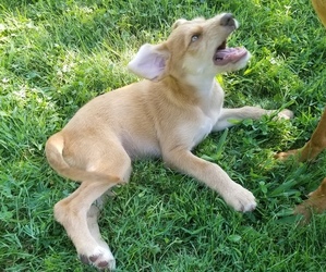 F2 Aussiedoodle-Vizsla Mix Puppy for sale in BEDFORD, IN, USA