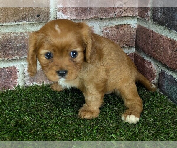 Medium Photo #12 Cavalier King Charles Spaniel Puppy For Sale in MOBERLY, MO, USA