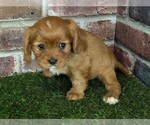 Small #11 Cavalier King Charles Spaniel