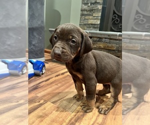 Labralas Puppy for sale in LAKEVILLE, MN, USA