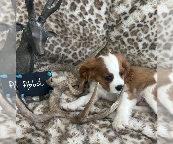 Medium Photo #4 Cavalier King Charles Spaniel Puppy For Sale in ABILENE, TX, USA