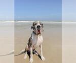 Small Great Dane Mix