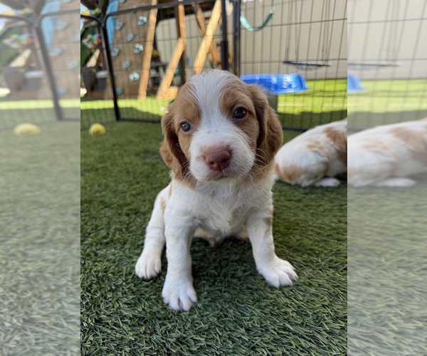 Medium Photo #2 Brittany Puppy For Sale in MORENO VALLEY, CA, USA