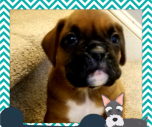 Boxer Puppy for sale in DERBY, CT, USA