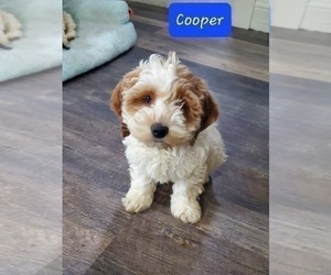 Cockapoo Puppy for sale in GOSHEN, IN, USA