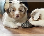Puppy Spumoni Australian Shepherd