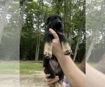 Small Photo #33 German Shepherd Dog Puppy For Sale in WEST POINT, VA, USA