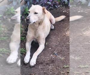 Labrador Retriever-Unknown Mix Dogs for adoption in San Antonio, TX, USA