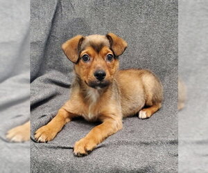 Australian Shepherd Dogs for adoption in Lake City, MI, USA