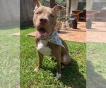 Small #12 American Staffordshire Terrier