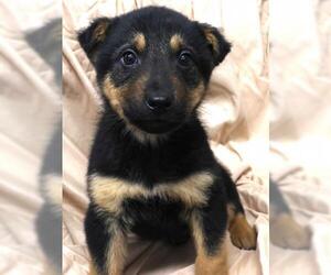 Mutt Dogs for adoption in Thief River Falls, MN, USA