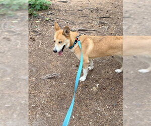 Siberian Husky-Unknown Mix Dogs for adoption in Raleigh, NC, USA