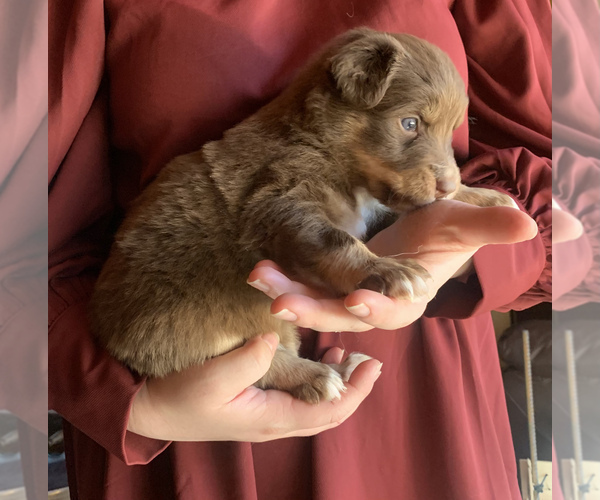 Medium Photo #3 Australian Shepherd Puppy For Sale in CHARLESTON, SC, USA