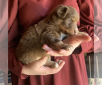 Small Photo #3 Australian Shepherd Puppy For Sale in CHARLESTON, SC, USA