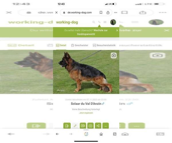 Medium Photo #12 German Shepherd Dog Puppy For Sale in CHRISTOPHER, IL, USA
