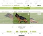 Small #11 German Shepherd Dog