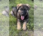 Small #11 German Shepherd Dog