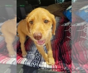 F2 Aussiedoodle-Vizsla Mix Puppy for sale in BEDFORD, IN, USA