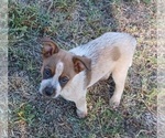 Small Photo #28 Australian Cattle Dog Puppy For Sale in SYLMAR, CA, USA