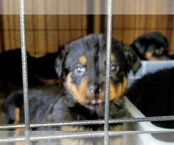 Medium Photo #25 Rottweiler Puppy For Sale in RIEGELWOOD, NC, USA