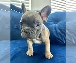 Small #6 French Bulldog