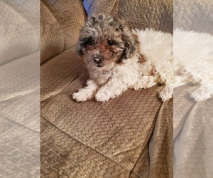 Poodle (Miniature) Puppy for sale in TINLEY PARK, IL, USA