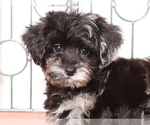 Image preview for Ad Listing. Nickname: Sparky