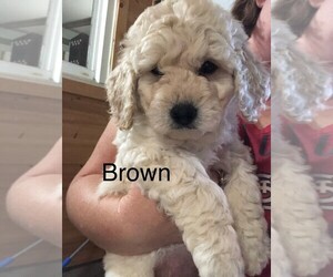 Bichon Frise-Goldendoodle Mix Puppy for sale in FAIRFIELD, IA, USA