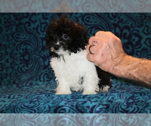 Medium Photo #1 Goldendoodle (Miniature) Puppy For Sale in DYERSBURG, TN, USA