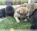 Small Photo #13 German Shepherd Dog-Great Dane Mix Puppy For Sale in SARASOTA, FL, USA