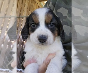 Beagle-Unknown Mix Puppy for sale in APPOMATTOX, VA, USA