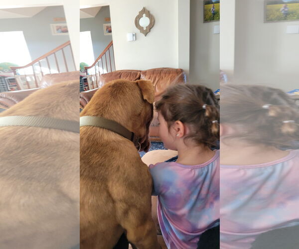 Medium Photo #9 Labrador Retriever-Unknown Mix Puppy For Sale in Doylestown, PA, USA