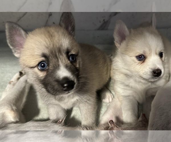 Medium Photo #31 Pomsky Puppy For Sale in LOVELAND, CO, USA