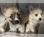 Small #30 Pomsky
