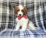 Small #9 Cavapoo