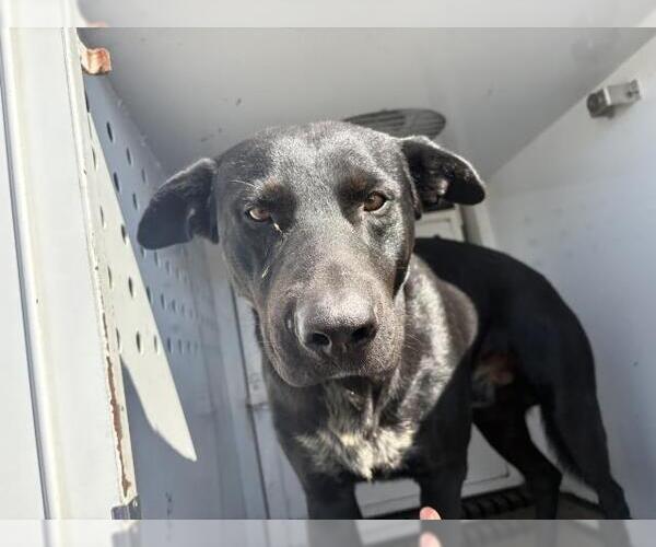 Medium Photo #1 Labrador Retriever-Unknown Mix Puppy For Sale in Riverside, CA, USA